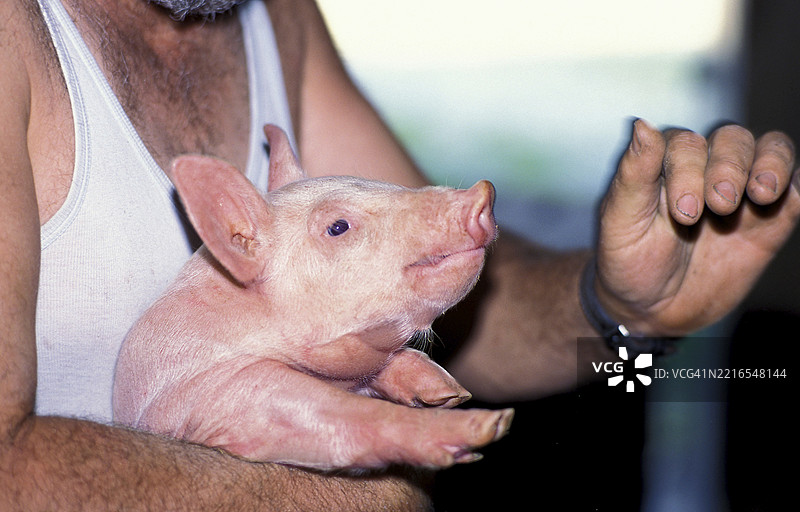 农民抱着一只小猪仔，向他解释一些事情。图片素材