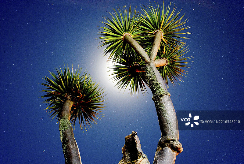 加那利龙血树（Dracaena Draco）在夜空中与月光和星星相映衬，拉帕尔马，加那利群岛，西班牙，欧洲图片素材