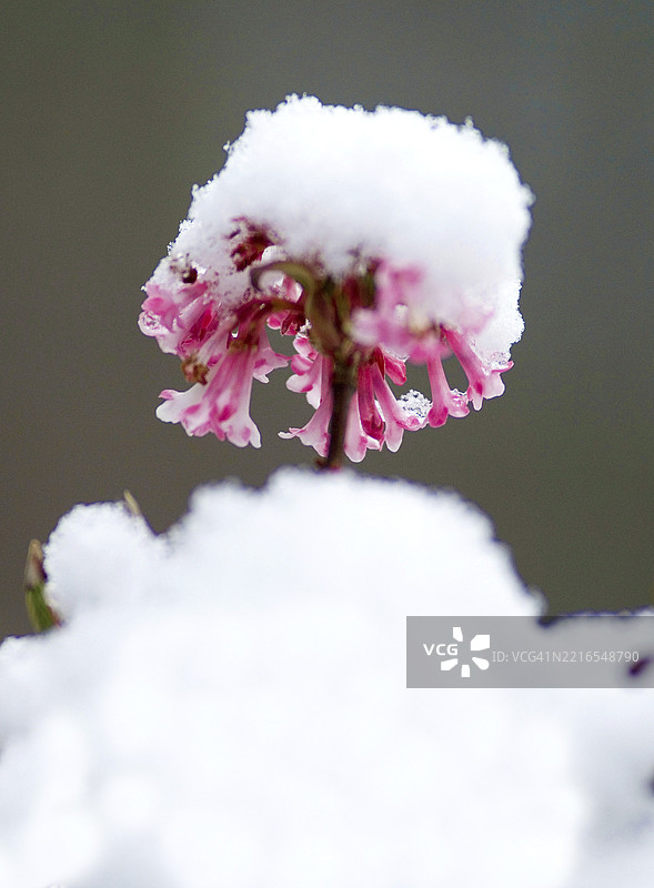 （香雪球）早春时节的雪中香雪球图片素材
