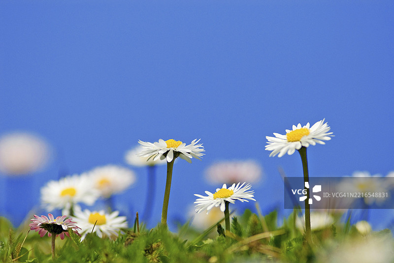 雏菊（Bellis perennis）的特写镜头图片素材