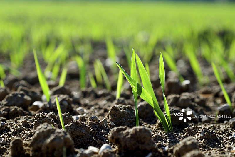 背光下的谷物植物幼苗，小麦、黑麦或大麦图片素材