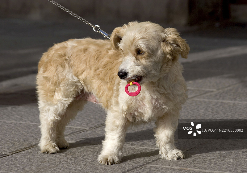 在西班牙加那利群岛拉帕尔马岛圣克鲁斯，狗狗与舒适的毯子一起。图片素材