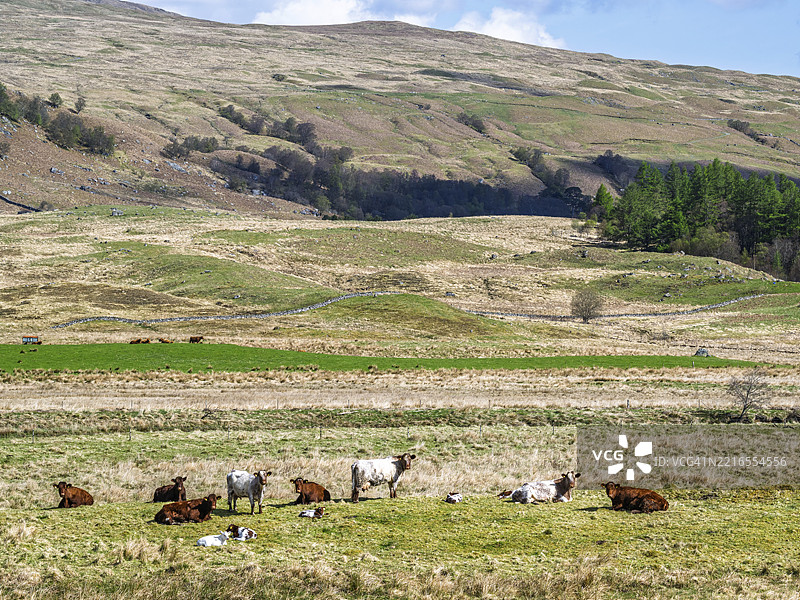 多查特河上的农场牛，A85公路，佩斯郡，苏格兰，英国图片素材