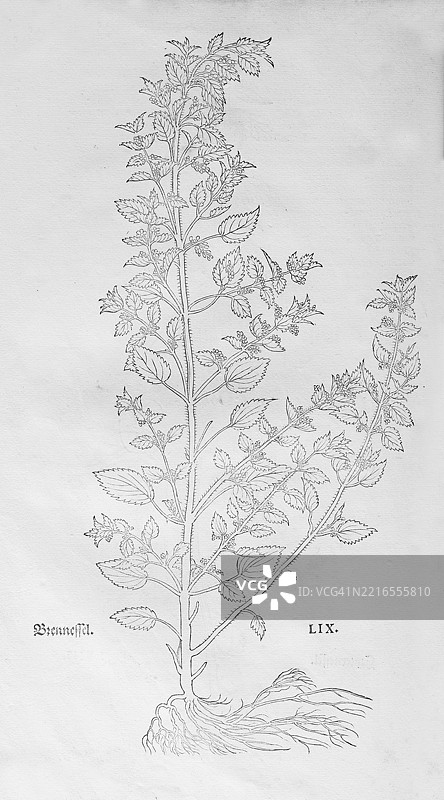 年度荨麻（Urtica urens），由莱昂哈特·福克斯（Leonhart Fuchs）创作的木刻，来自《新草药书》（New Kreüterbuch），迈克尔·伊辛格林（Michael Isingrin）出版，瑞士巴塞尔，1543年，欧洲图片素材