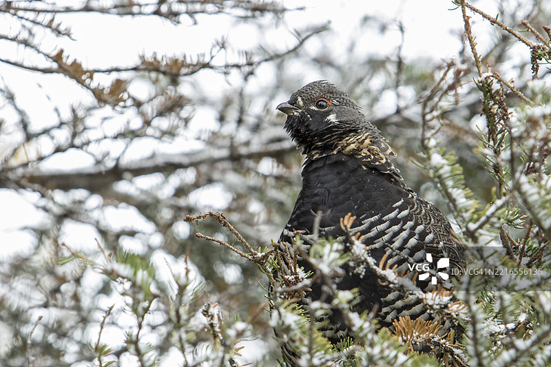 白松树上的云雀松鸡（Falcipennis canadensis）静静地观察着。图片素材