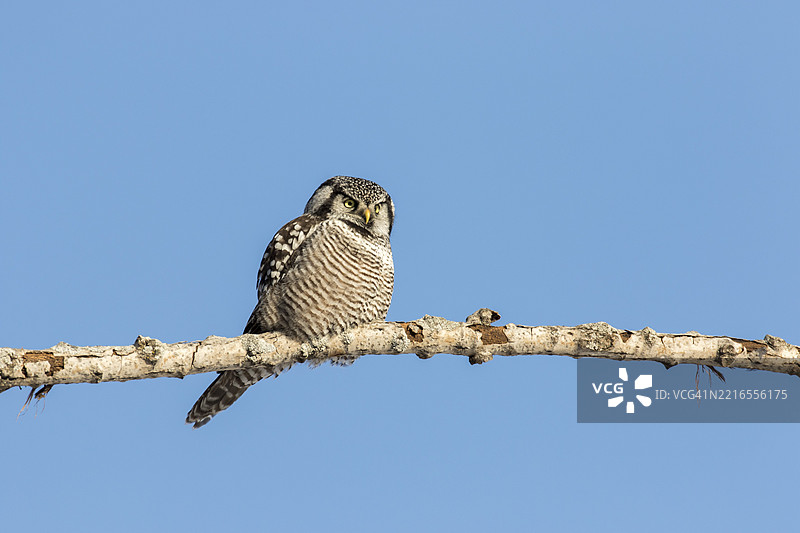 鹰鸮（Surnia ulula）栖息在树枝上，注视着猎物。图片素材