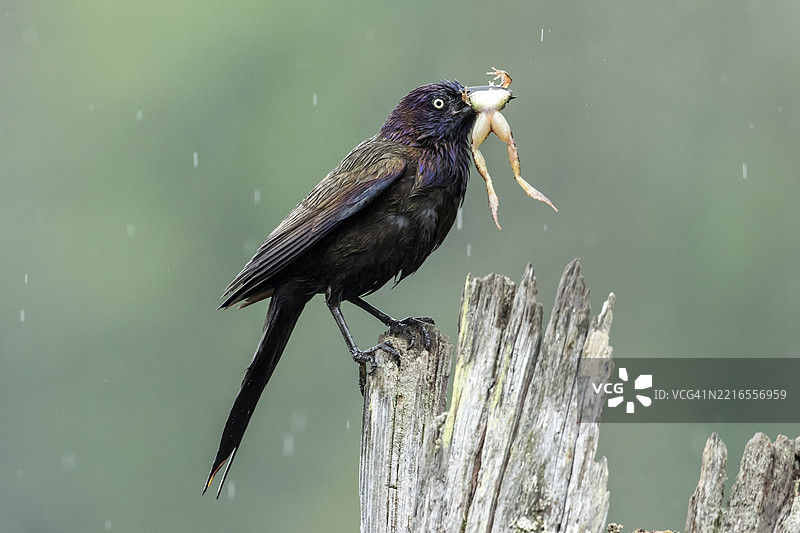 普通黑鸦（Quiscalus quiscula）带着一只青蛙回巢喂养幼鸟。加拿大魁北克省，拉莫里西国家公园，北美。图片素材