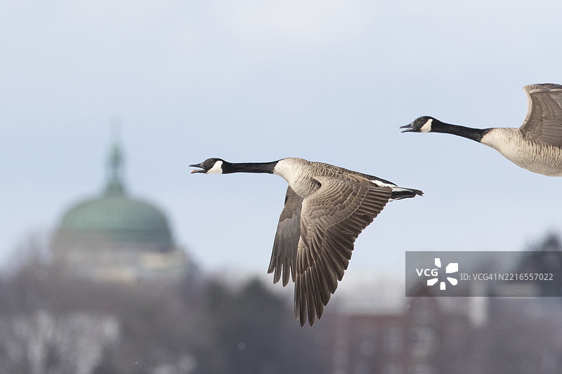 加拿大鹅(branta canadensis),一对在圣劳伦斯河上空飞翔。魁北克省,加拿大。图片素材