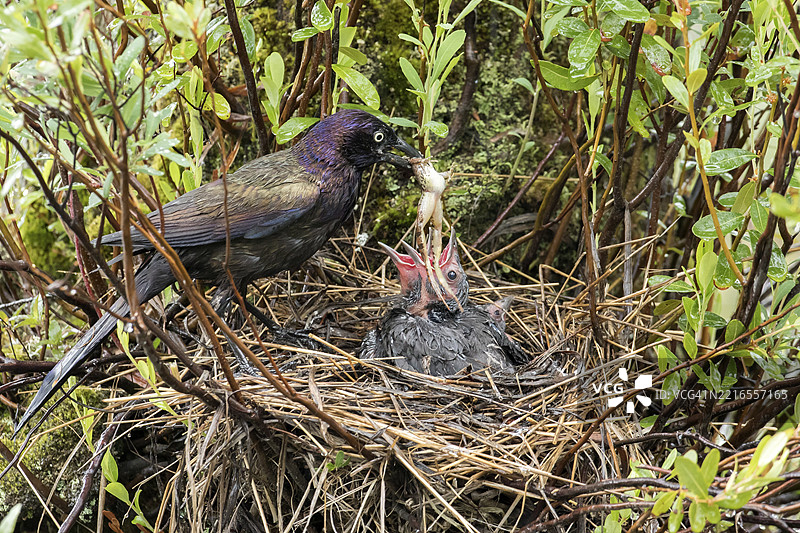 普通黑鸦（Quiscalus quiscula）在加拿大魁北克省的拉莫里西国家公园用青蛙喂养巢中的小鸟，北美图片素材