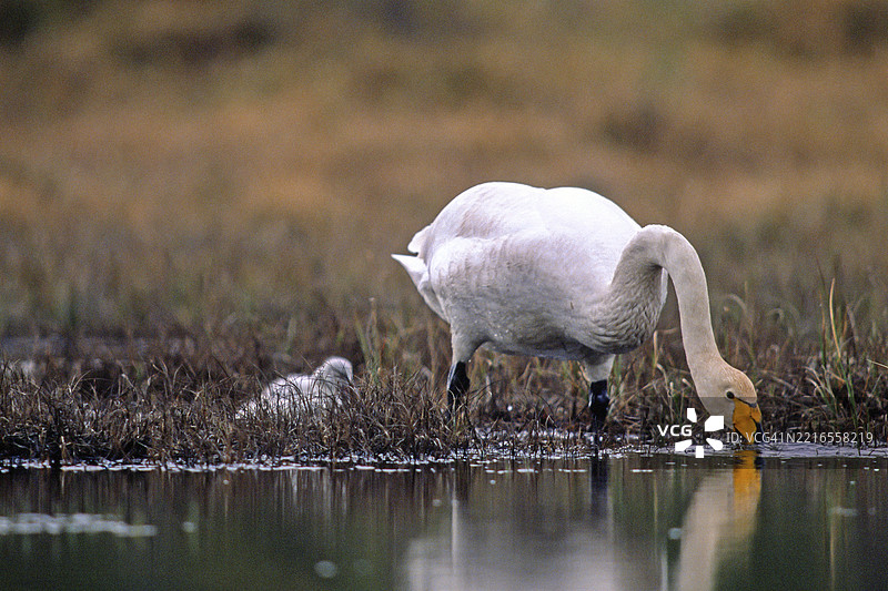 大天鹅。大天鹅在池塘边饮水，旁边有一只天鹅雏。芬兰库萨莫地区。图片素材
