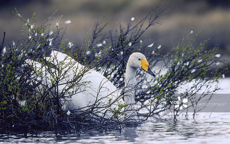 叫声天鹅。大天鹅。初夏时离开巢穴的叫声天鹅。芬兰库萨莫地区。图片素材