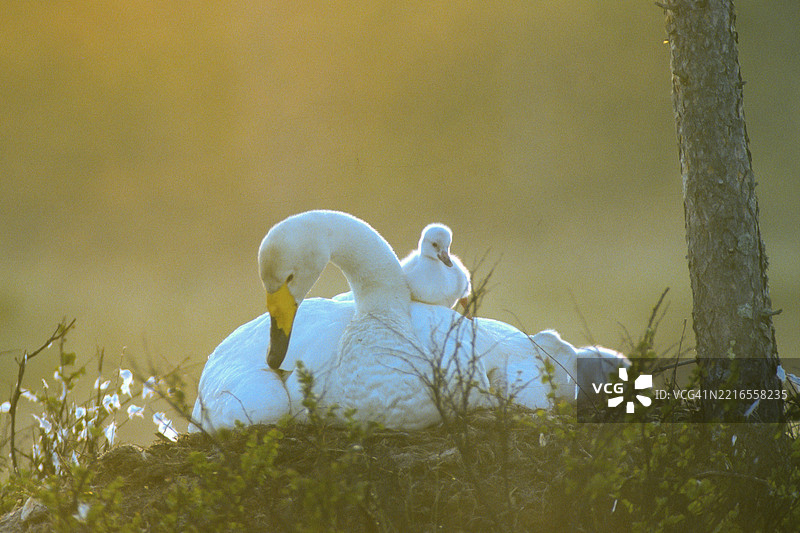 叫声天鹅。大天鹅。叫声天鹅在巢中，背上有一只新生的小天鹅。芬兰库萨莫地区。图片素材