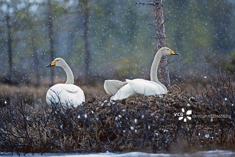 叫声天鹅。大天鹅。初夏时节，芬兰库萨莫地区的叫声天鹅在雪中筑巢。图片素材