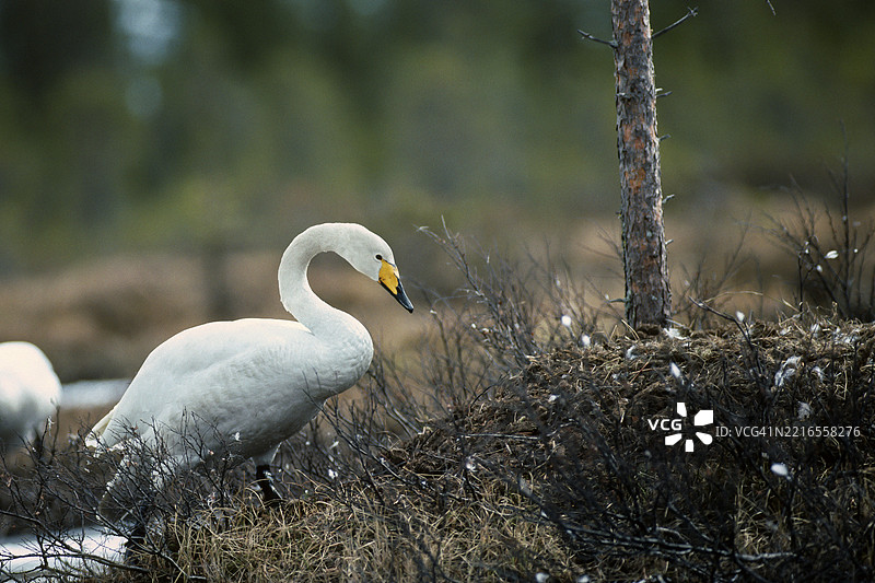 叫声天鹅。大天鹅。叫声天鹅在巢上爬。芬兰库萨莫地区。图片素材