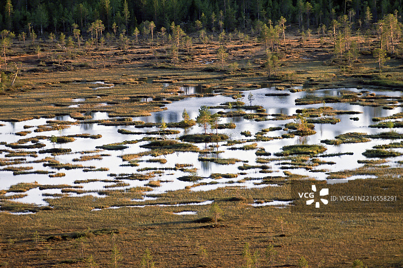 泥炭地。大天鹅的巢穴。库萨莫。芬兰图片素材
