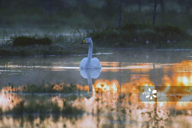 叫声天鹅。大天鹅。叫声天鹅在芬兰库萨莫地区的湖面上午夜休息。图片素材