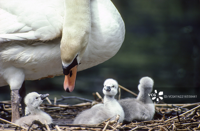 mute swan. Cygnus olor. 天鹅和新生的小天鹅站在巢上。拉旺岑诺森林。阿尔萨斯地区。法国图片素材