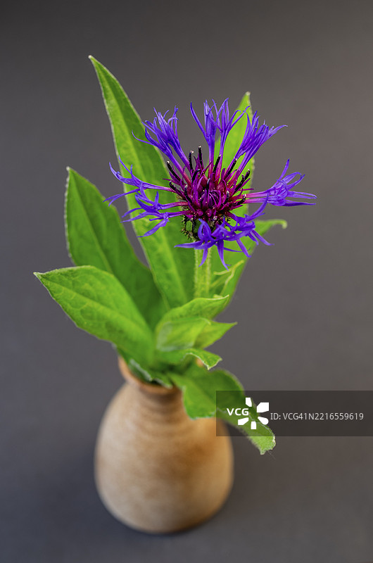 深色背景下，花瓶中的蓝色开花矢车菊（Centaurea）静物图像图片素材