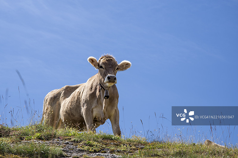 年轻的小牛在山中，脖子上挂着铃铛，背景是蓝色的夏季天空，瑞士乌里州，欧洲图片素材