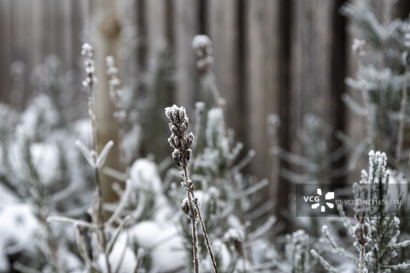 被厚霜覆盖的干燥薰衣草（Lavandula angustifolia）花朵图片素材