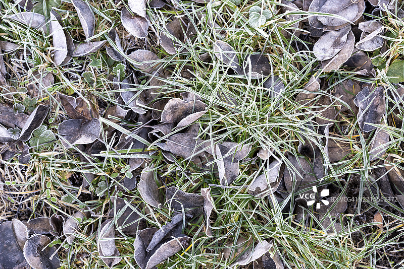 干枯的棕色树叶和覆盖着白霜的绿色草坪躺在地上，营造出冬季的氛围，德国上弗兰肯，欧洲图片素材