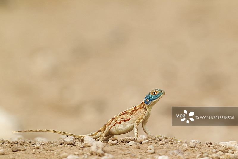 地面蜥蜴（Agama aculeata），雌性，卡拉哈里沙漠，卡拉哈里跨境公园，南非，非洲图片素材