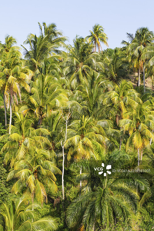 古巴关塔那摩省巴拉科阿附近的椰子树（Cocos nucifera）图片素材