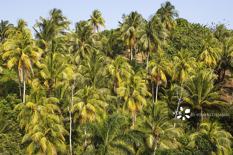 古巴关塔那摩省巴拉科阿附近的椰子树（Cocos nucifera）图片素材