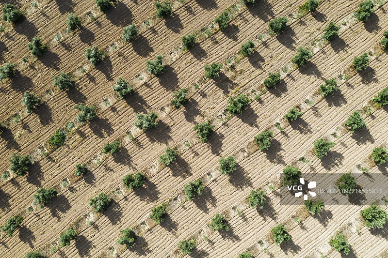 栽培的橄榄树（Olea europaea），鸟瞰图，无人机拍摄，西班牙安达卢西亚科尔多瓦省，欧洲图片素材