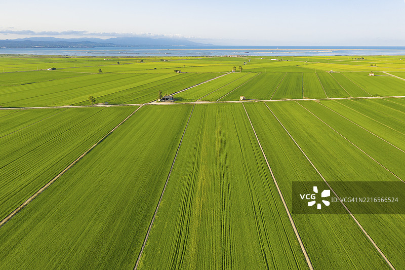 七月的稻田（稻米）鸟瞰图，无人机拍摄，埃布罗三角洲自然保护区，塔拉戈纳省，加泰罗尼亚，西班牙，欧洲图片素材