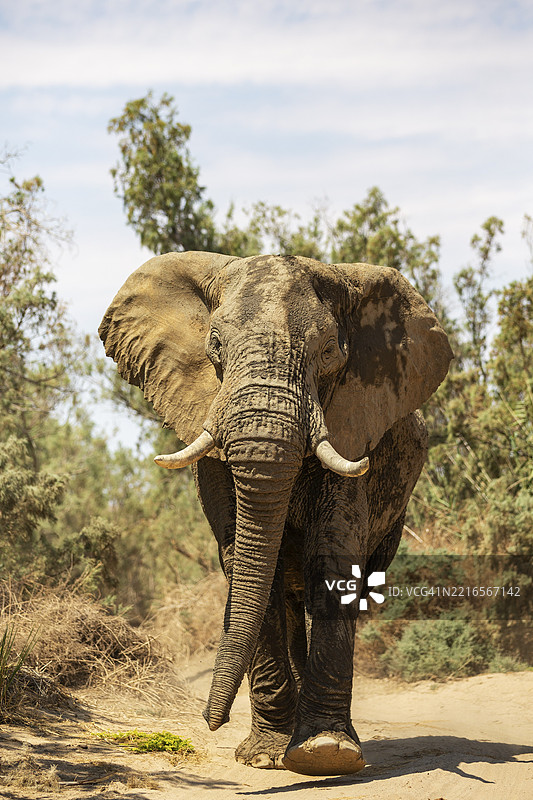 非洲象（Loxodonta africana），被称为沙漠象，位于纳米比亚达马拉兰德乌加布河的干涸河床上。图片素材