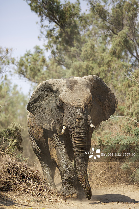 非洲象(Loxodonta africana),被称为沙漠象,雄性在纳米比亚达马拉兰德乌加布河的干涸河床上。图片素材