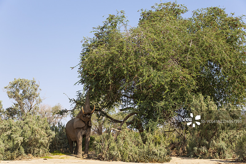 非洲象(Loxodonta africana),被称为沙漠象,公象在纳米比亚达马拉兰乌加布河干涸河床上啃食金合欢树的叶子。图片素材