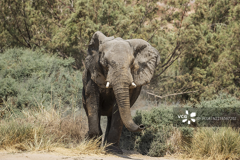 非洲象（Loxodonta africana），被称为沙漠象，公象在纳米比亚达马拉兰德乌加布河干涸的河床上前往水坑。图片素材