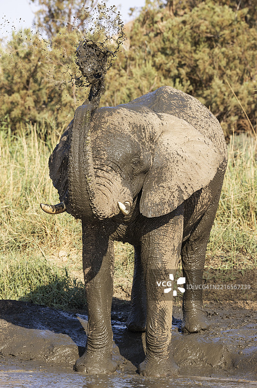 非洲象（Loxodonta africana），被称为沙漠象，公象在纳米比亚达马拉兰德的水坑中享受时光。图片素材