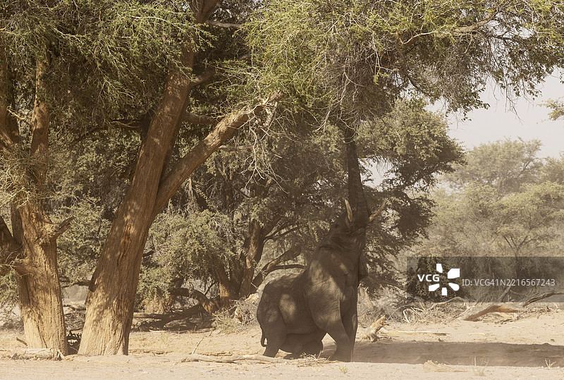 非洲象(Loxodonta africana),被称为沙漠象,雄性,试图够到胡安河干涸河床上的金合欢树叶,位于纳米比亚库内内地区的达马拉兰。图片素材
