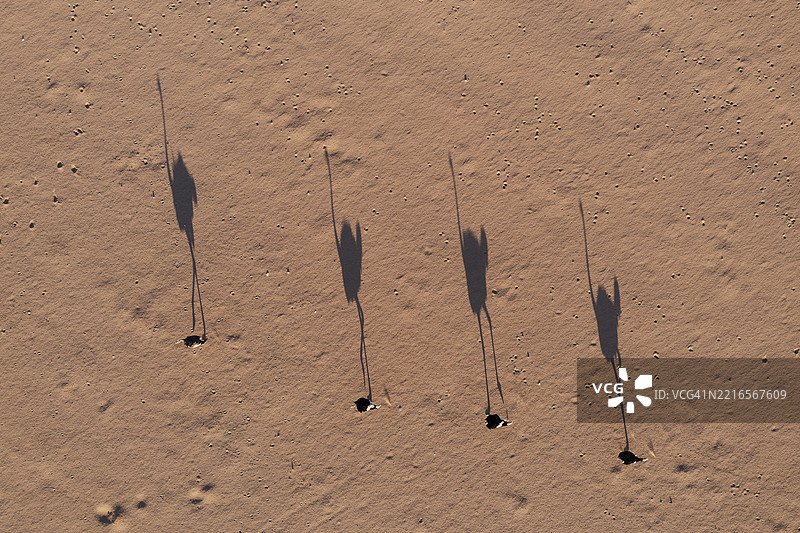 鸵鸟（Struthio camelus）在黄昏最后的光线中漫步于沙漠平原，鸟瞰图，航拍，达马拉兰，库内内地区，纳米比亚，非洲图片素材