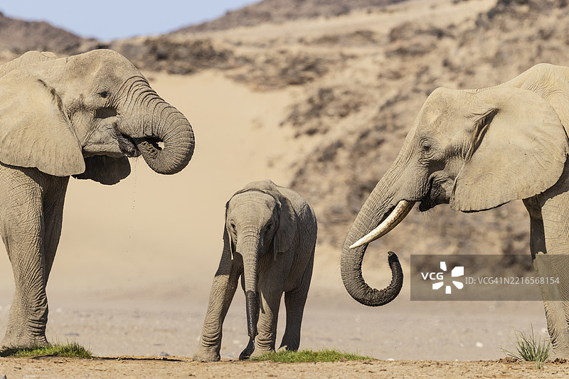 非洲象（Loxodonta africana），被称为沙漠象，两个母象和一只小象在水坑旁，位于纳米比亚库内内地区达马拉兰的霍阿尼布河附近。图片素材