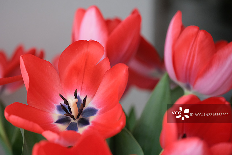 盛开的鲜艳红色郁金香图片素材