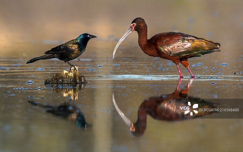 光泽鹮和黑鸟图片素材