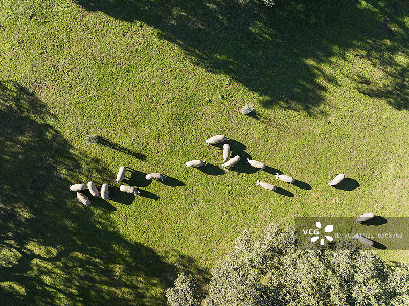 在西班牙安达卢西亚省韦尔瓦的阿拉塞纳山脉，空中视角拍摄的放养猪和橡树（Quercus ilex）图片素材