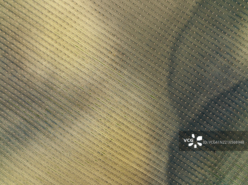 在安达卢西亚省科尔多瓦的科尔多瓦乡村地区，航拍视角下的栽培年轻杏树（Prunus dulcis）。图片素材