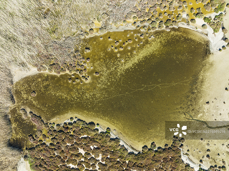 西班牙安达卢西亚省阿尔梅里亚的萨利纳斯德塞里略斯浅滩的芦苇，航拍视角，无人机拍摄图片素材