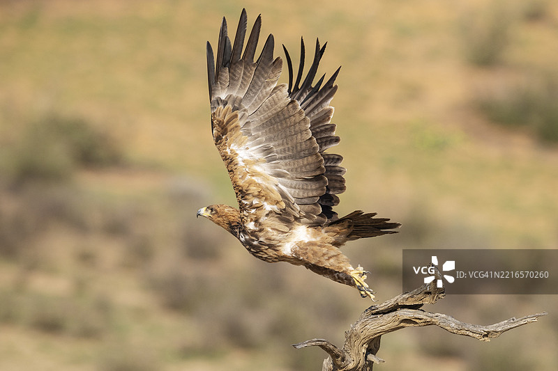 黄褐色鹰（Aquila rapax）。飞走了。卡拉哈里沙漠，卡拉哈里跨境公园，南非，非洲图片素材
