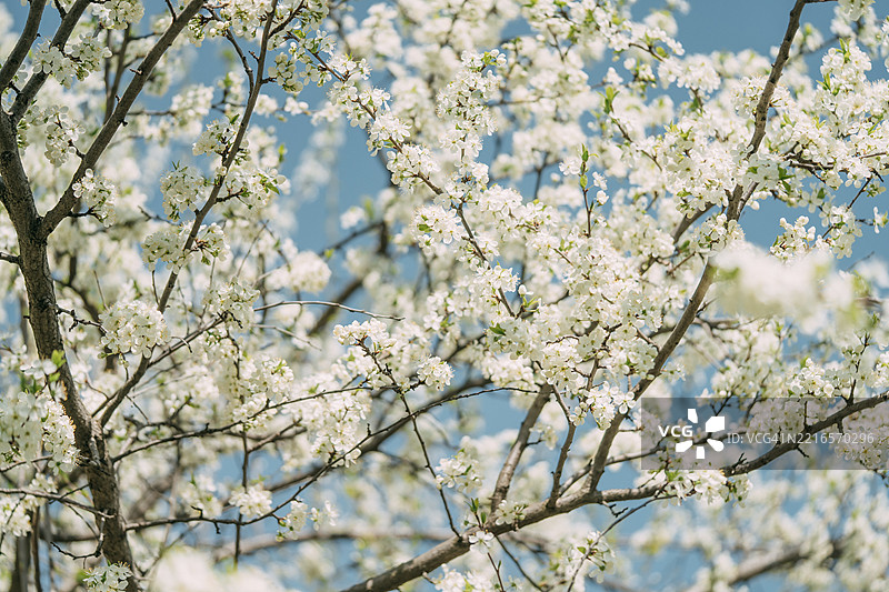 春天盛开的梅树枝条上开满了白色花朵图片素材