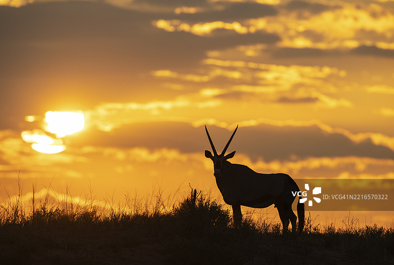 角马（Oryx gazella）。在日出时分，站在长满草的沙丘上。卡拉哈里沙漠，卡拉哈迪跨界公园，南非，非洲图片素材