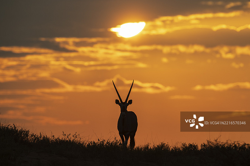 角马（Oryx gazella）。在日出时分，站在长满草的沙丘上。卡拉哈里沙漠，卡拉哈里跨境公园，南非，非洲图片素材