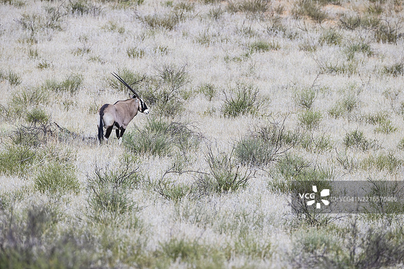 角马(Oryx gazella)。在长满草的沙丘上。卡拉哈里沙漠。南非,卡拉哈迪跨界公园。图片素材