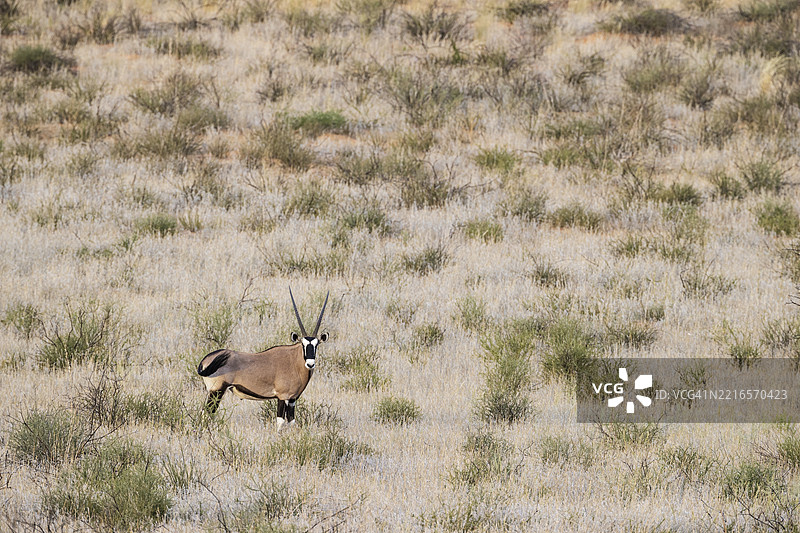角马（Oryx gazella）。在长满草的沙丘上。卡拉哈里沙漠。南非卡拉哈里跨境公园，非洲。图片素材