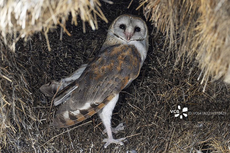 仓鸮（Tyto alba）在其巢中。曾是社交织巢鸟（Philetairus socius）的共同巢穴。卡拉哈里沙漠，卡拉哈里跨境公园，南非，非洲。图片素材